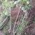 批发木芙蓉丛生木芙蓉地栽苗基地供应规格齐全价格实惠