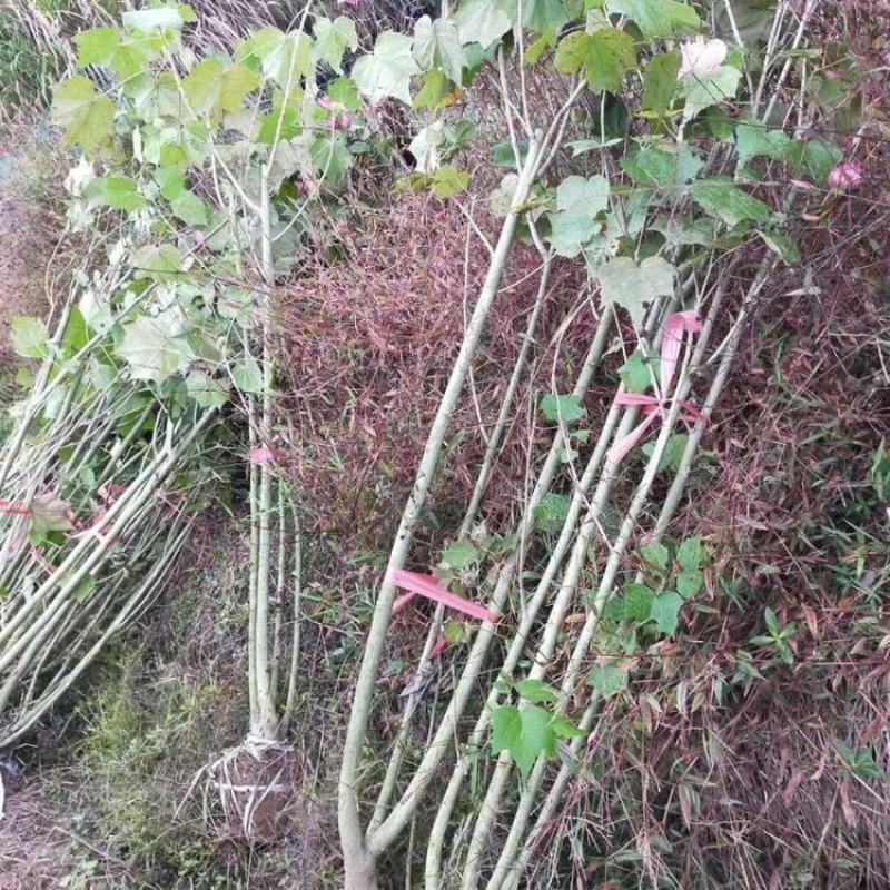 批发木芙蓉丛生木芙蓉地栽苗基地供应规格齐全价格实惠