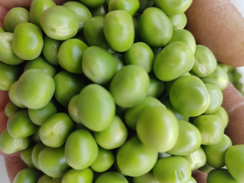 豌豆米，甜豌豆米，长寿仁豌豆米
