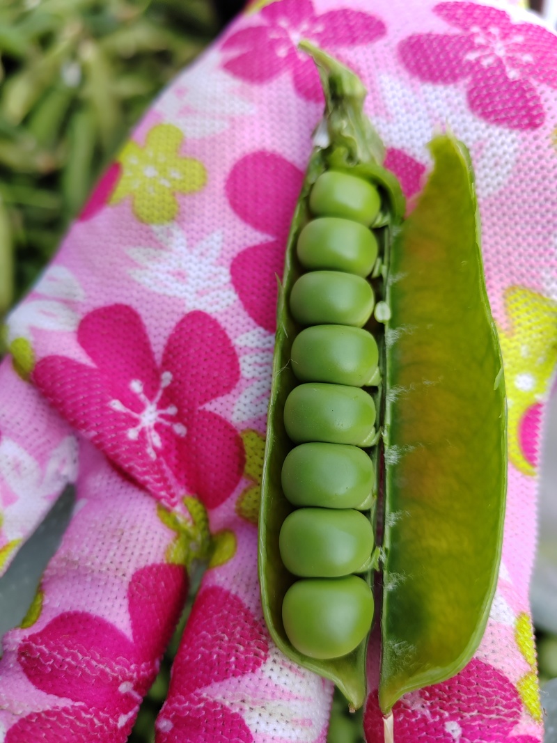 豌豆米，甜豌豆米，长寿仁豌豆米