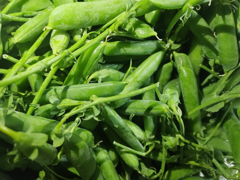 豌豆米，甜豌豆米，长寿仁豌豆米