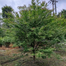 鸡爪槭苗圃出售庭院景区公园观赏性风景树