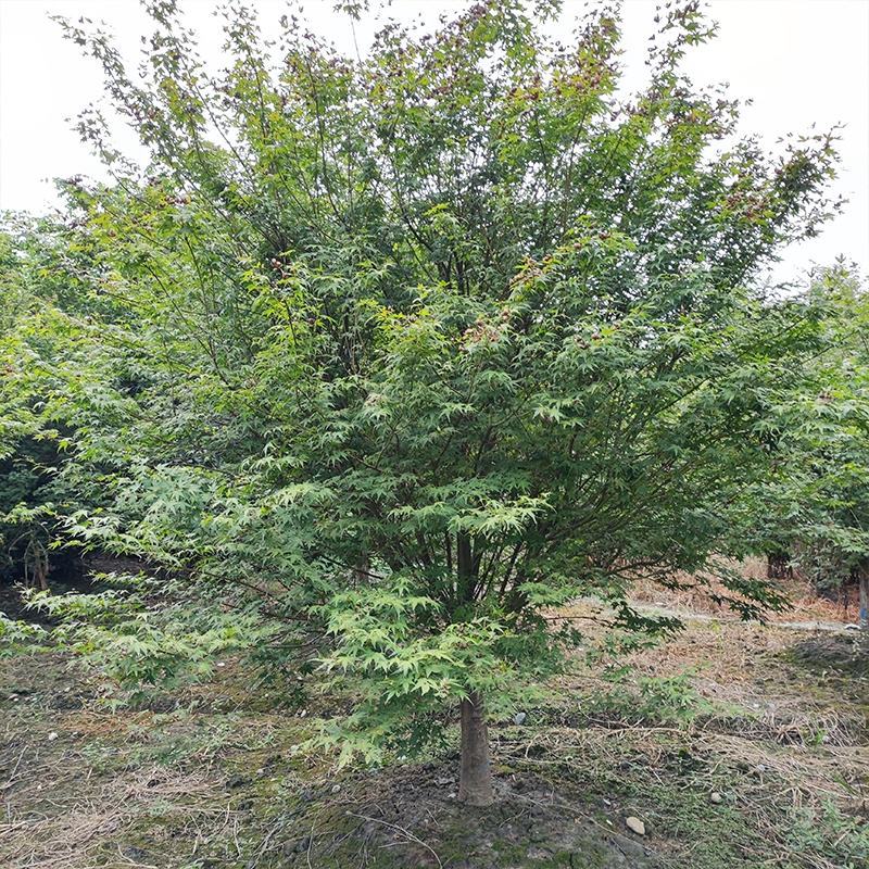 鸡爪槭苗圃出售庭院景区公园观赏性风景树