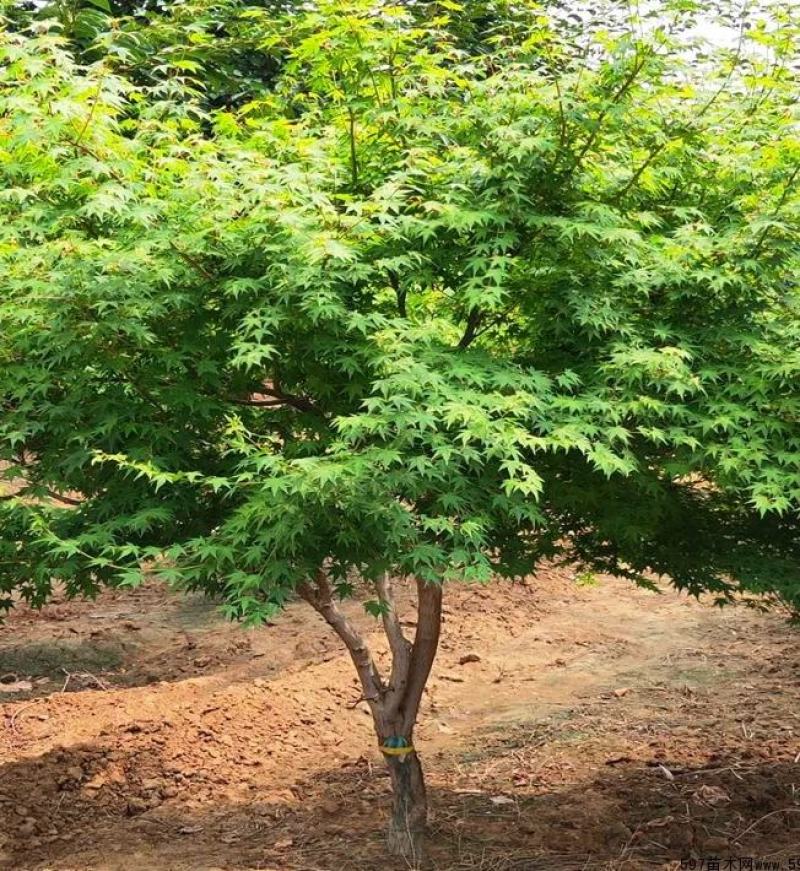 鸡爪槭苗圃出售庭院景区公园观赏性风景树
