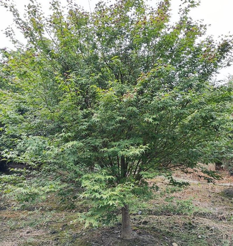 鸡爪槭苗圃出售庭院景区公园观赏性风景树