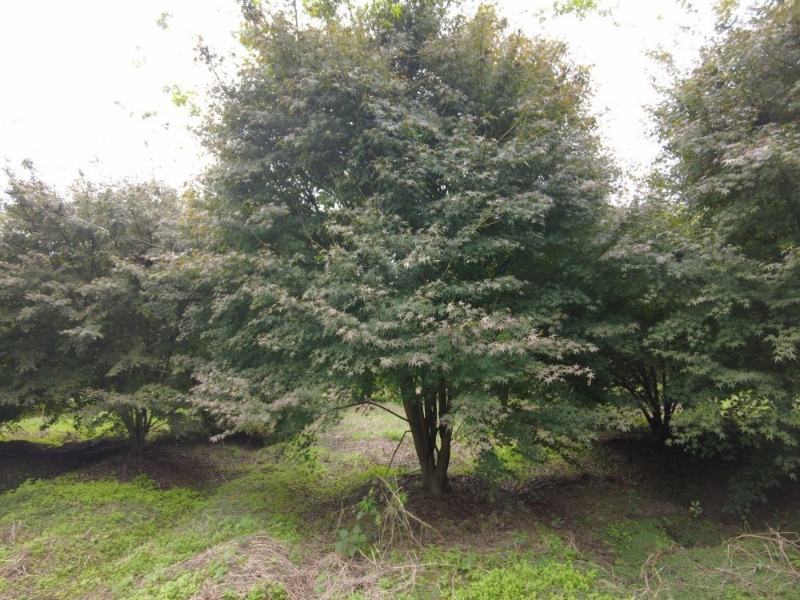 鸡爪槭苗圃出售庭院景区公园观赏性风景树
