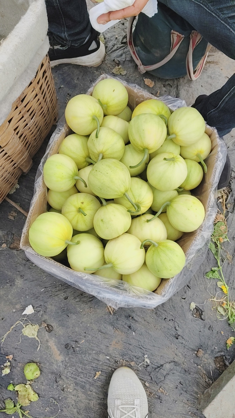 甜瓜大量上市了