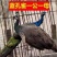 养殖蓝孔雀