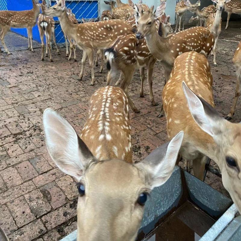 养殖梅花鹿苗