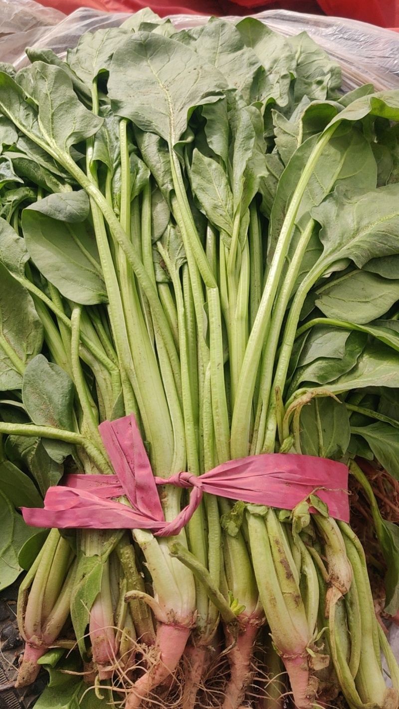 定州青菜，棚里，陆地都有货，欢迎预订
