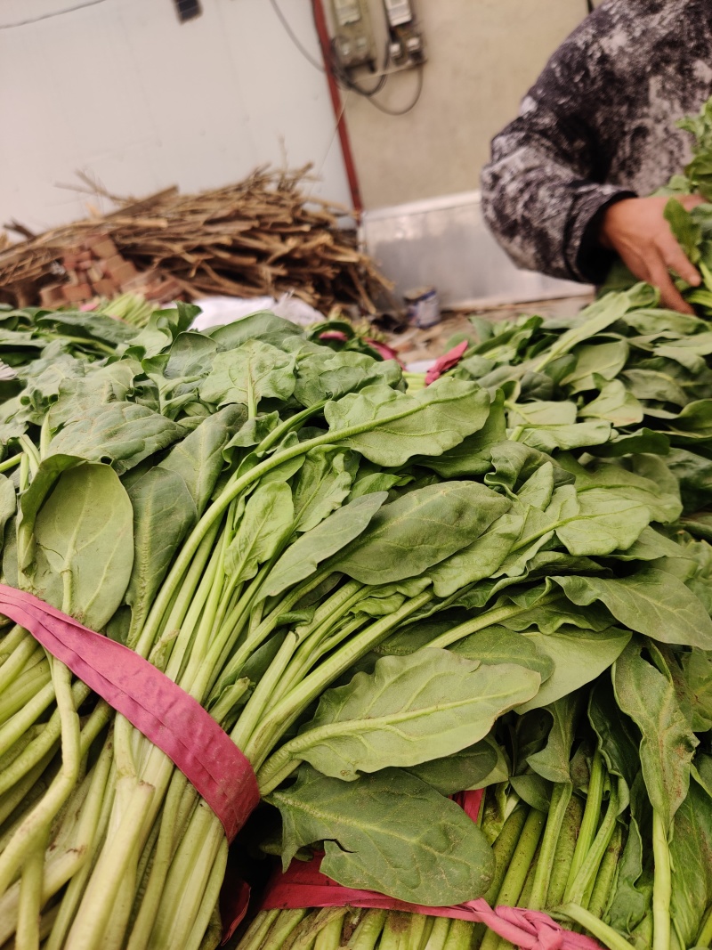 定州青菜，棚里，陆地都有货，欢迎预订