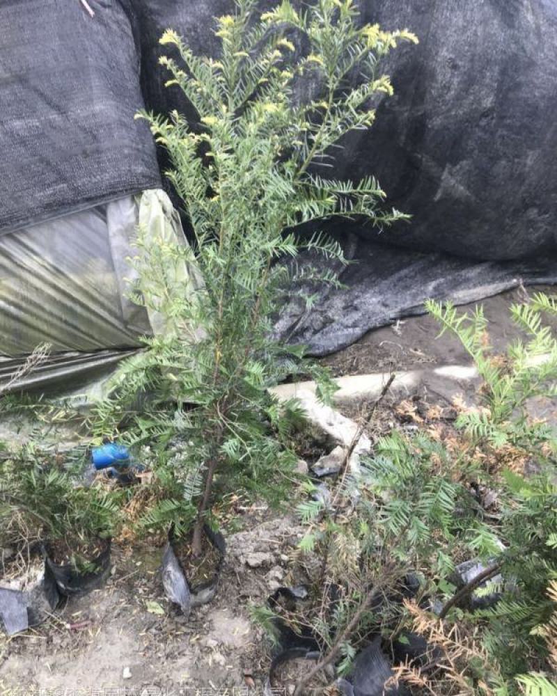 红豆杉批发特选南方红豆杉树耐寒常绿乔木