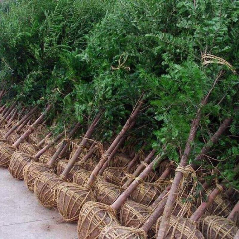 红豆杉批发特选南方红豆杉树耐寒常绿乔木