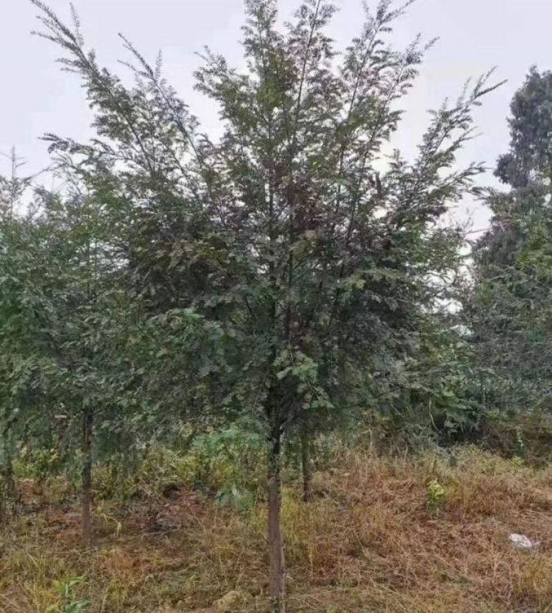 红豆杉批发特选南方红豆杉树耐寒常绿乔木
