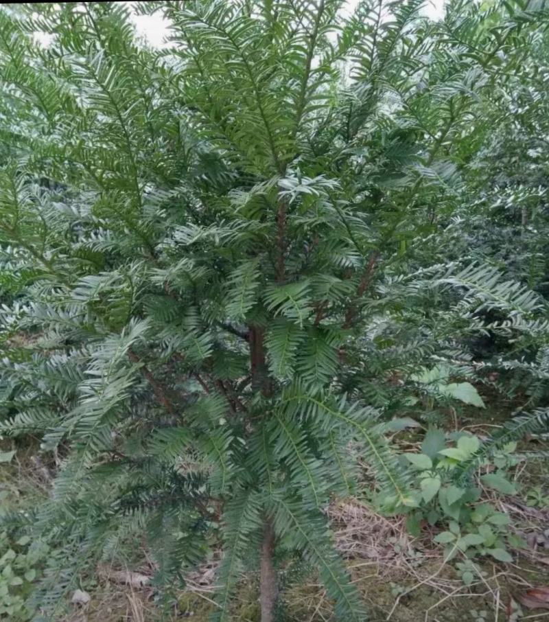 红豆杉批发特选南方红豆杉树耐寒常绿乔木