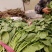 定州青菜，棚里，陆地都有货，欢迎预订