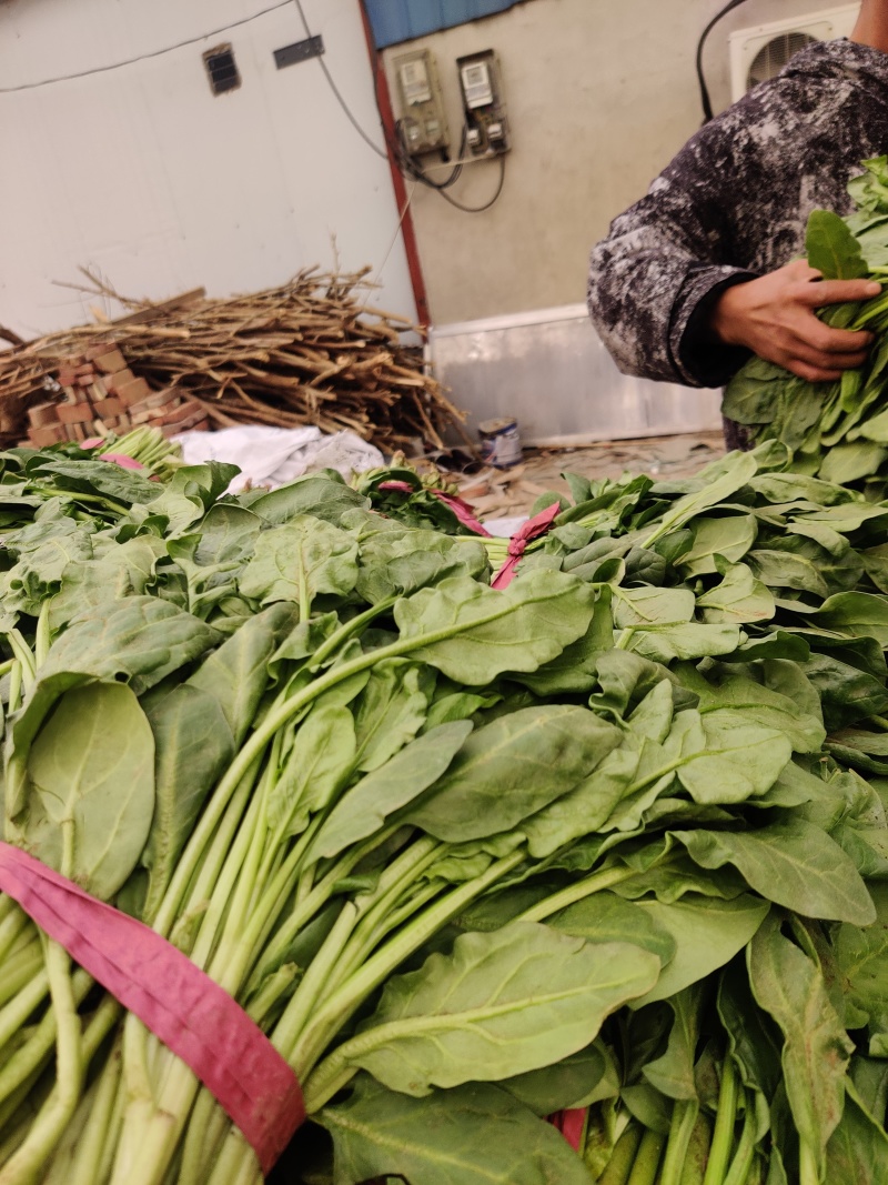 定州青菜，棚里，陆地都有货，欢迎预订
