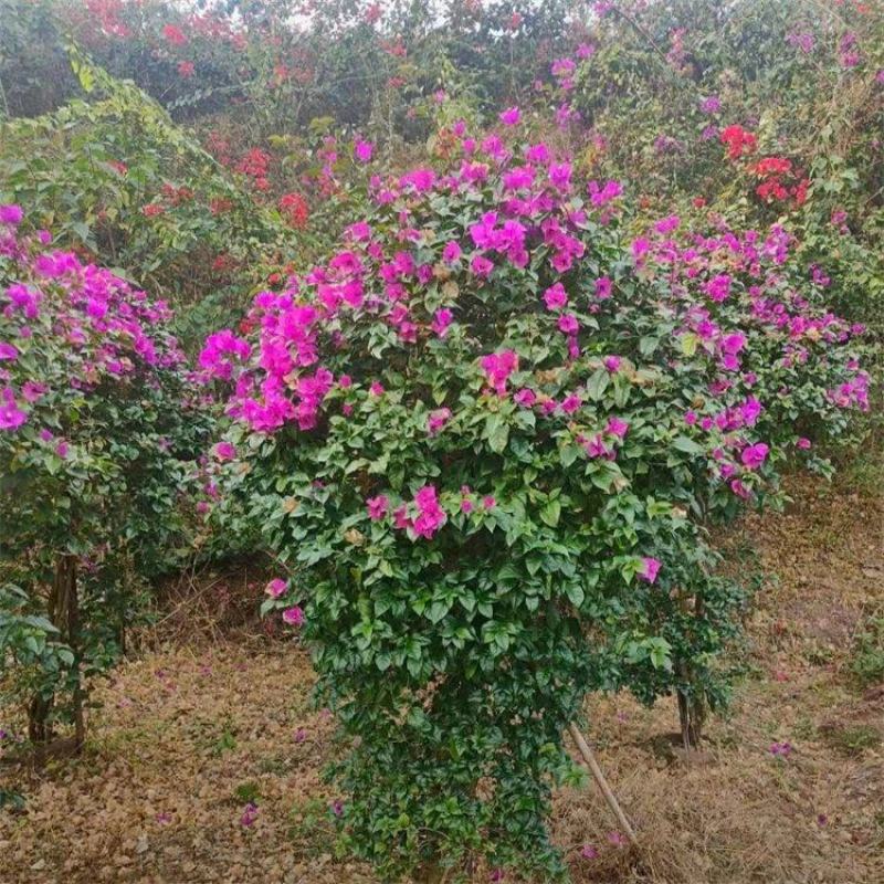 三角梅紫色三角梅苗木生产基地市政绿化工程苗
