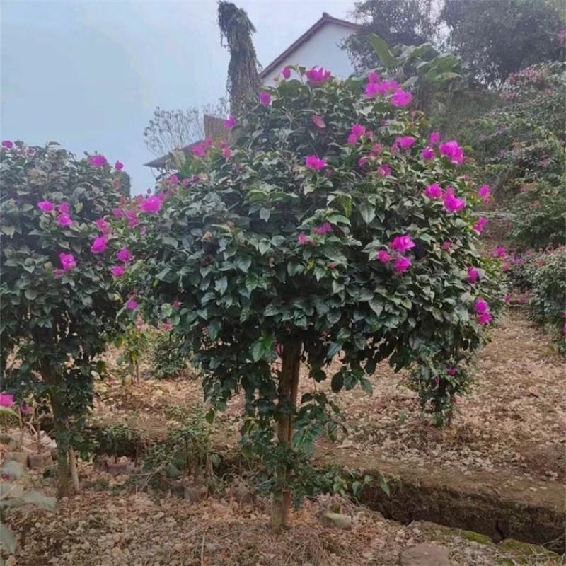 三角梅紫色三角梅苗木生产基地市政绿化工程苗