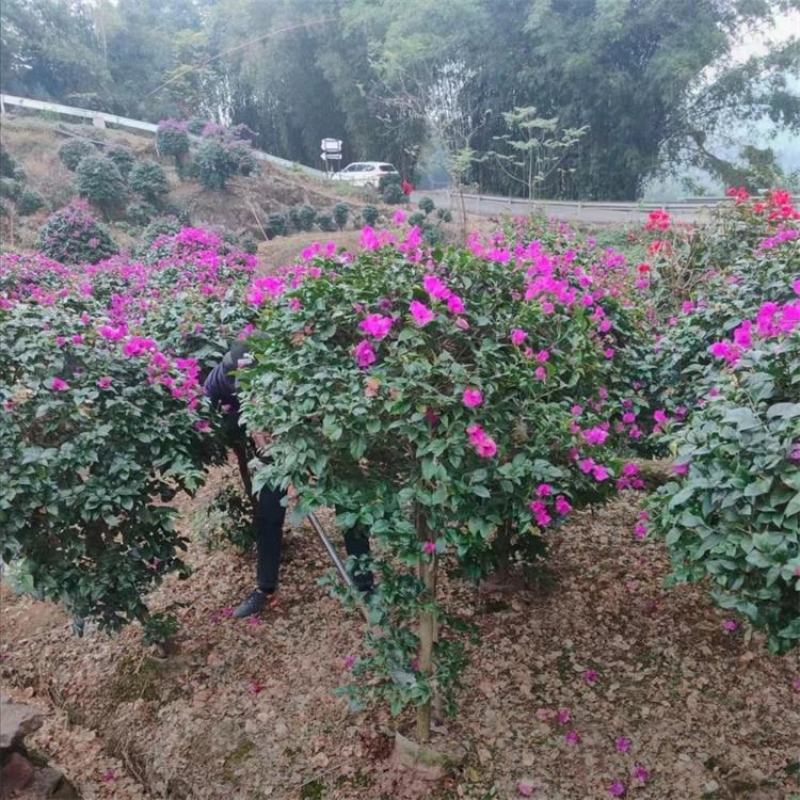 三角梅紫色三角梅苗木生产基地市政绿化工程苗