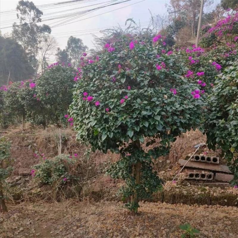三角梅紫色三角梅苗木生产基地市政绿化工程苗