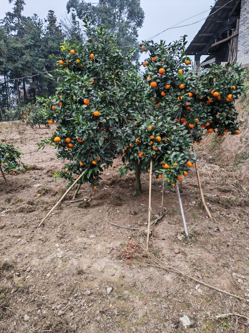 纯甜沃柑