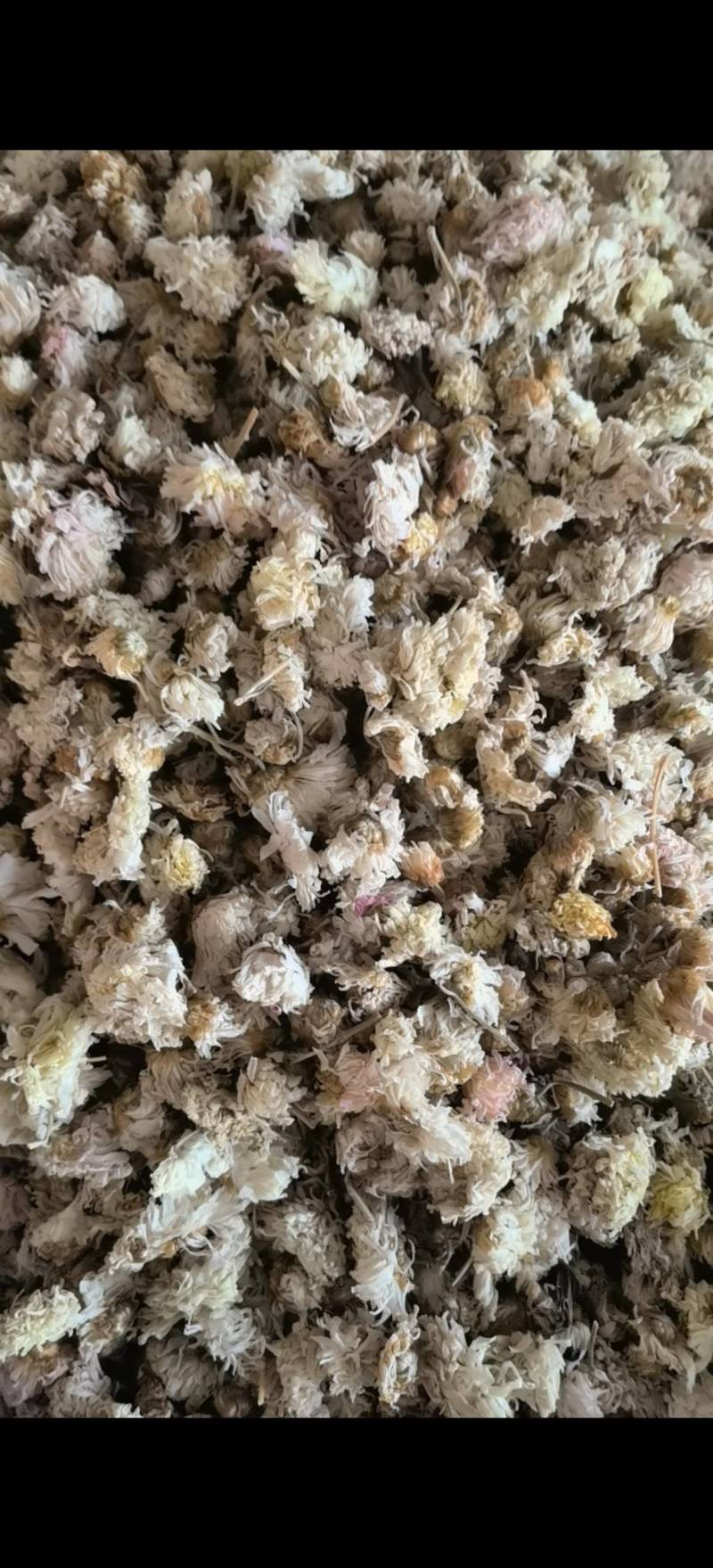 菊花白菊选关书药业批发各种中药1000g起批
