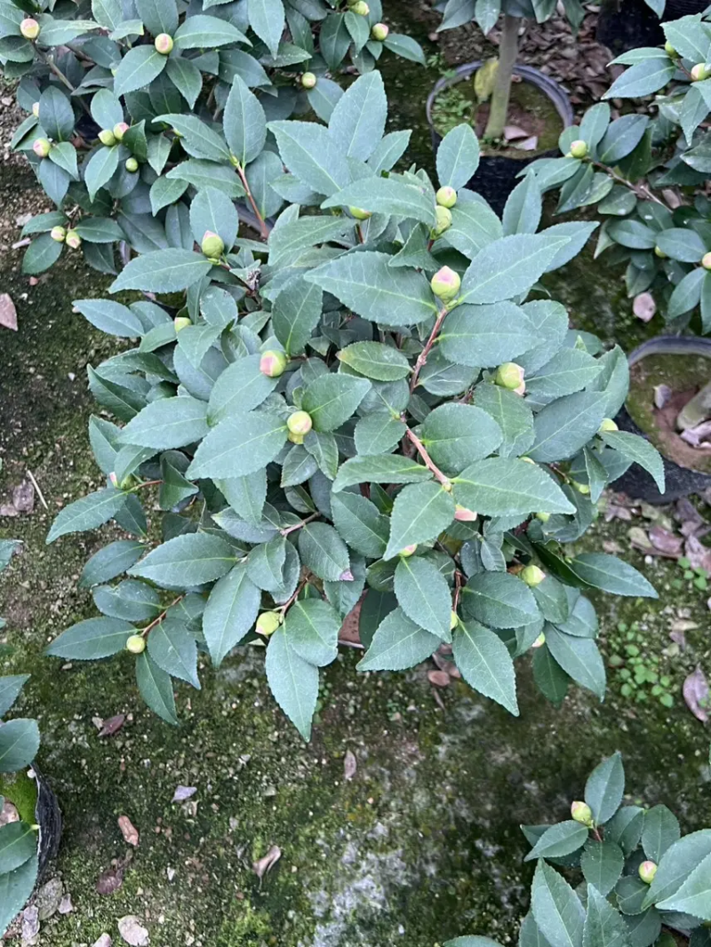 【茶花】23，26赤丹供货中基地直发欢迎咨询