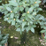 【茶花树】16杯的香妃，茶花基地直发欢迎来电