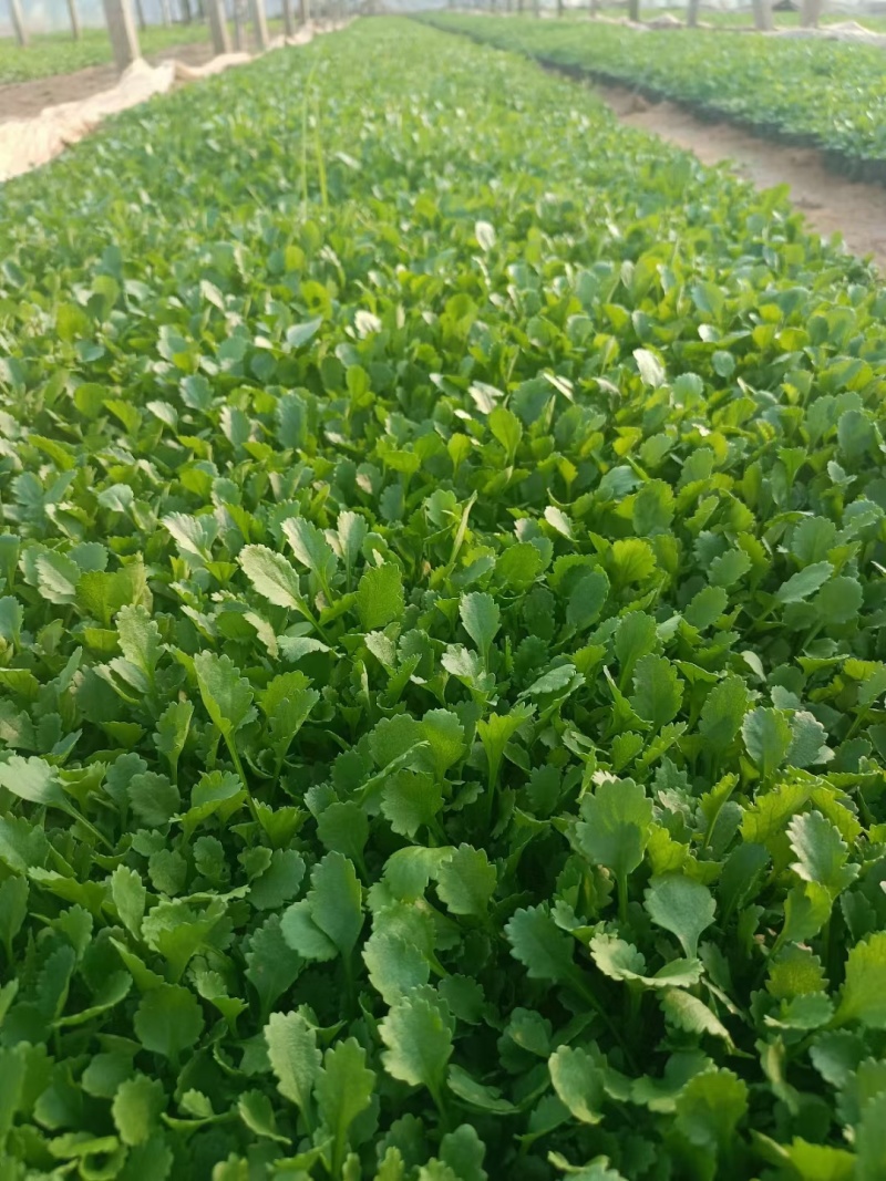 大滨菊大花滨菊矮滨菊容器苗基地直发死苗补发