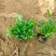 大滨菊大花滨菊矮滨菊容器苗基地直发死苗补发