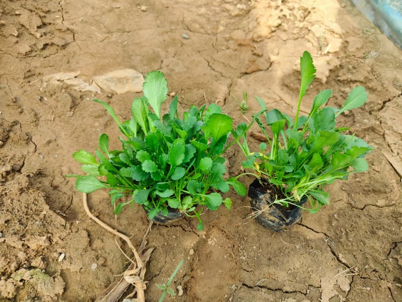 大滨菊大花滨菊矮滨菊容器苗基地直发死苗补发