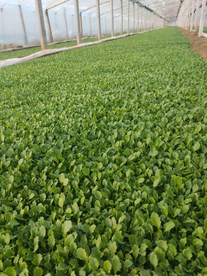 大滨菊大花滨菊矮滨菊容器苗基地直发死苗补发