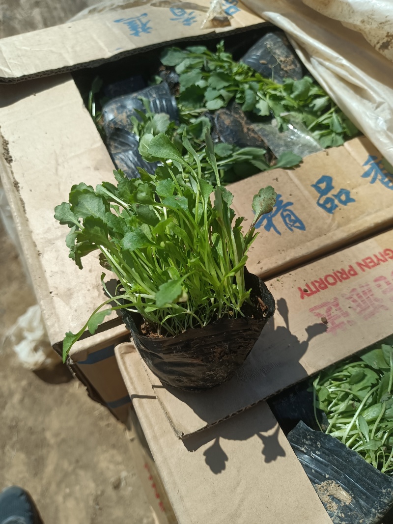 大滨菊大花滨菊矮滨菊容器苗基地直发死苗补发