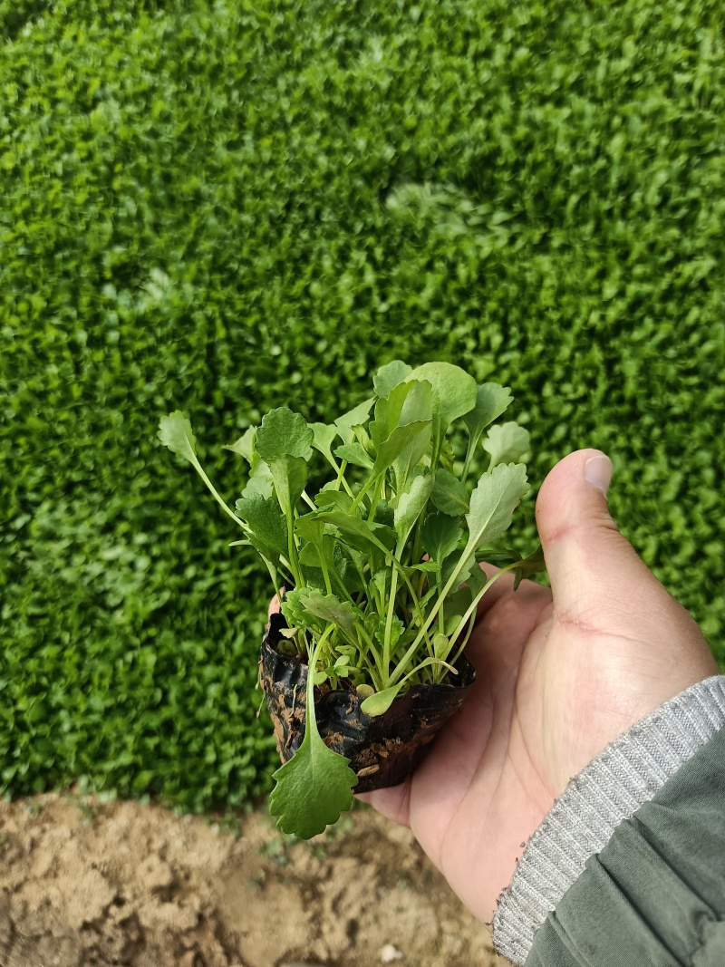大滨菊大花滨菊矮滨菊容器苗基地直发死苗补发