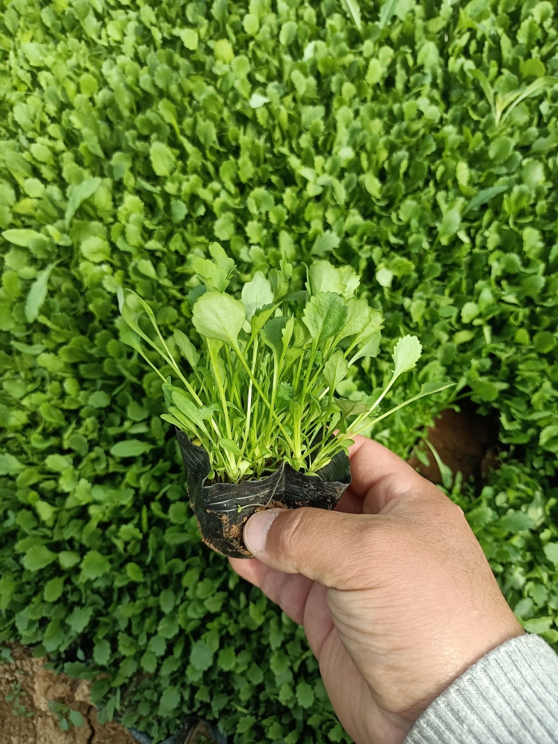 大滨菊大花滨菊矮滨菊容器苗基地直发死苗补发