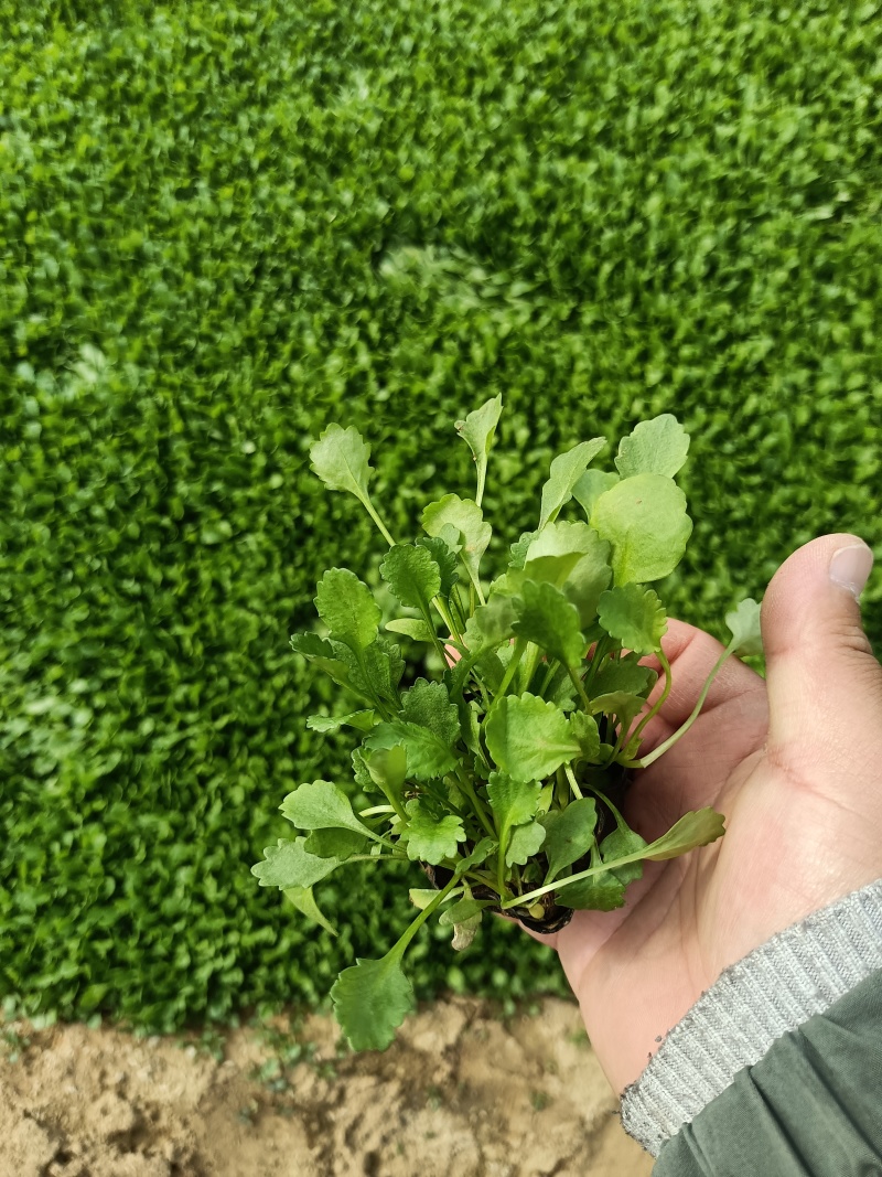 大滨菊大花滨菊矮滨菊容器苗基地直发死苗补发