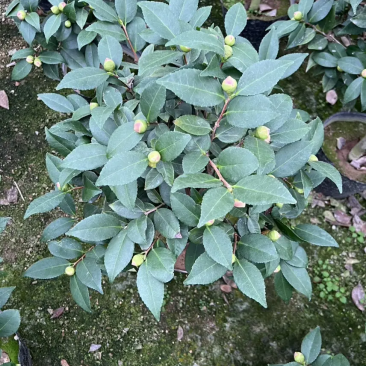【茶花】香妃10杯，基地直发，有希要的老板来电