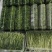 【精品推荐】豌豆苗大量供应，培育基地直发新鲜发货量大从优