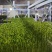 【精品推荐】豌豆苗大量供应，培育基地直发新鲜发货量大从优