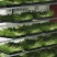 【精品推荐】豌豆苗大量供应，培育基地直发新鲜发货量大从优