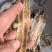 地龙【关书药业】全开货水洗新货批发中药材