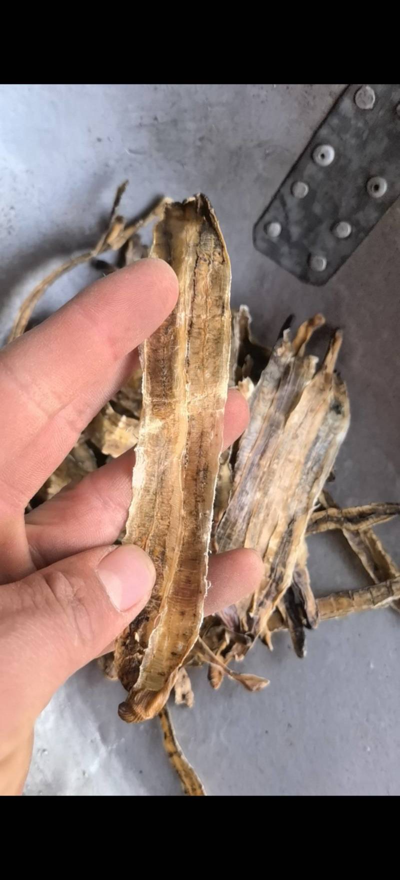 地龙【关书药业】全开货水洗新货批发中药材