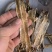 地龙【关书药业】全开货水洗新货批发中药材