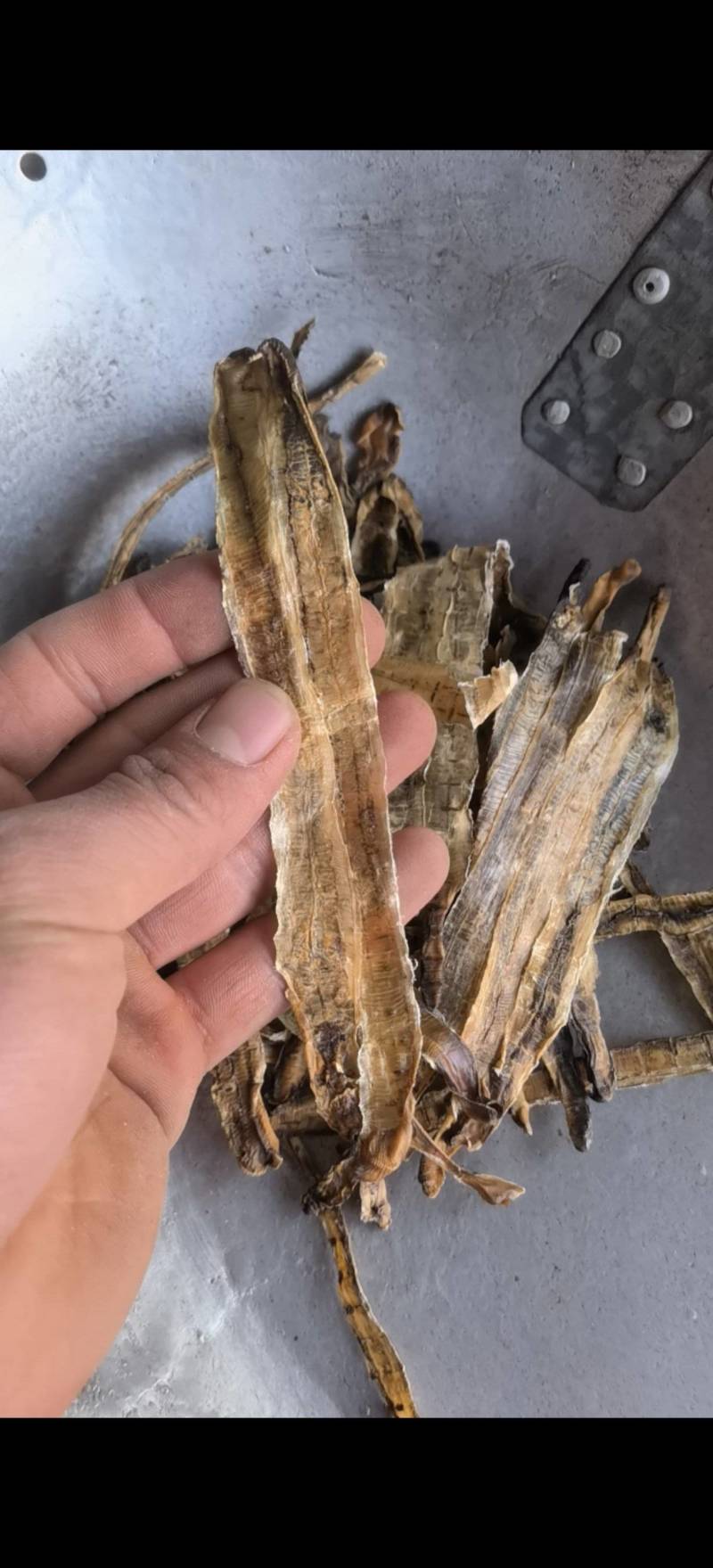 地龙【关书药业】全开货水洗新货批发中药材
