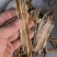 地龙【关书药业】全开货水洗新货批发中药材