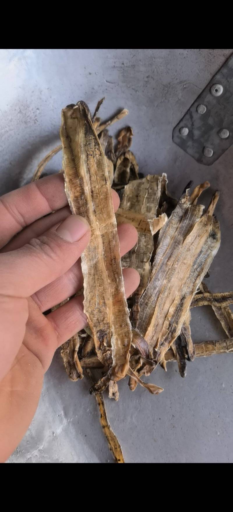 地龙【关书药业】全开货水洗新货批发中药材