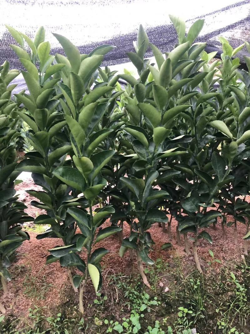 赣南脐橙苗，纽荷儿脐橙苗，嫁接苗，江西赣州发货