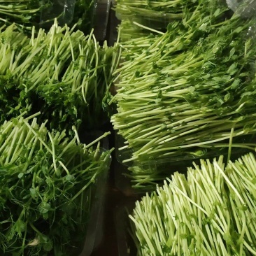 豌豆苗大量供应，江苏常州育苗基地直发，各种规格齐全，量大