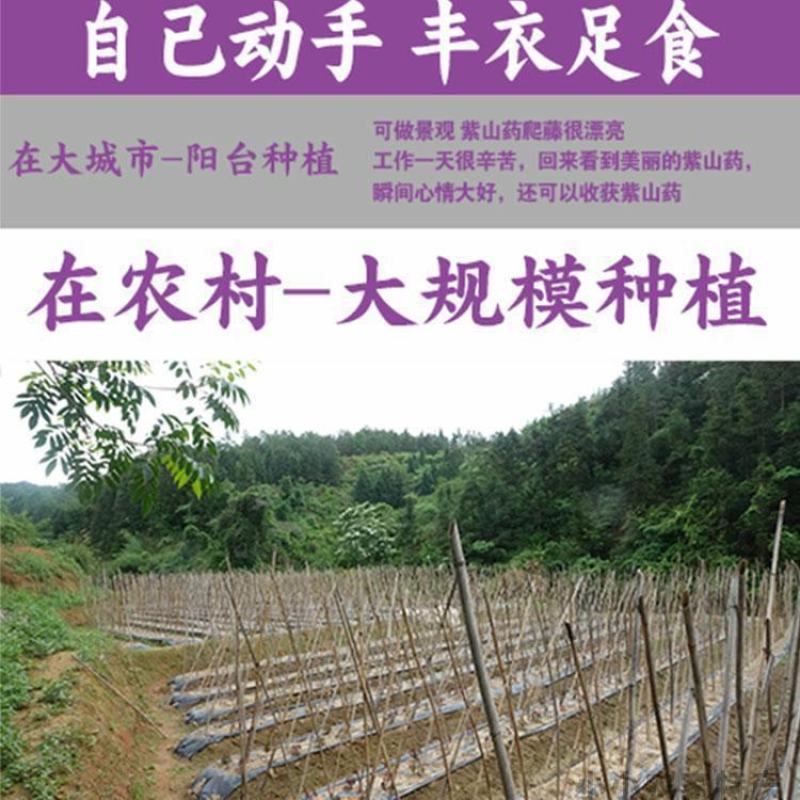 紫山药种块脚板山药种块，